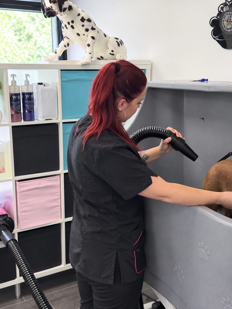 Trimster droogt een hond met de föhn